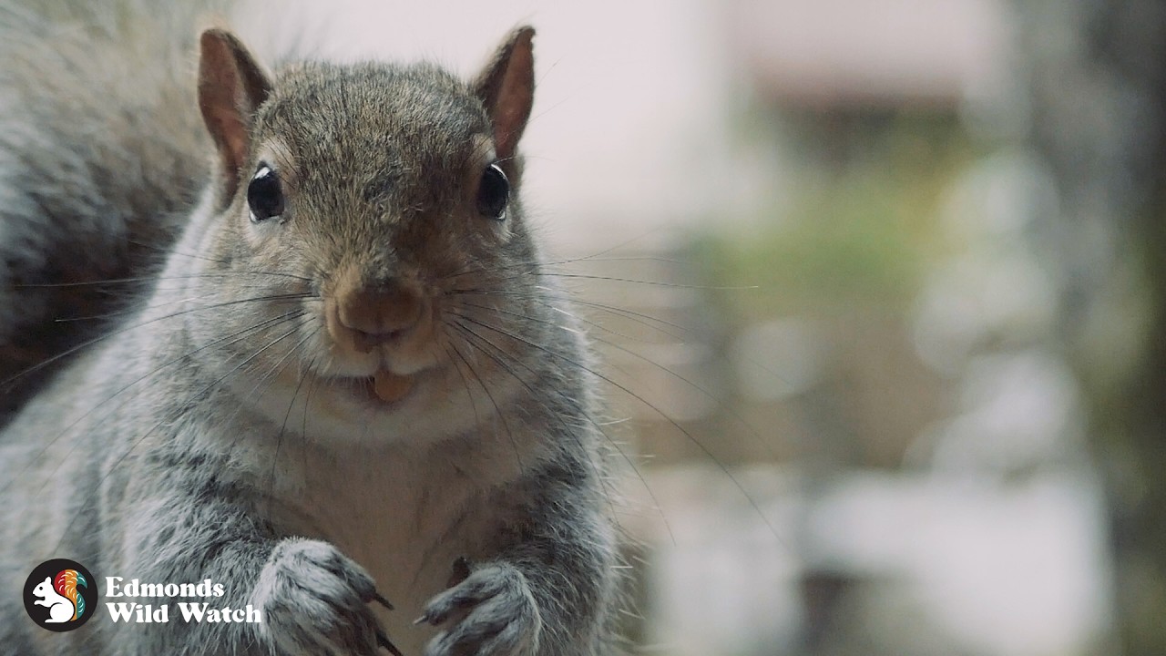 Up Close Snackin' with a Gray Squirrel