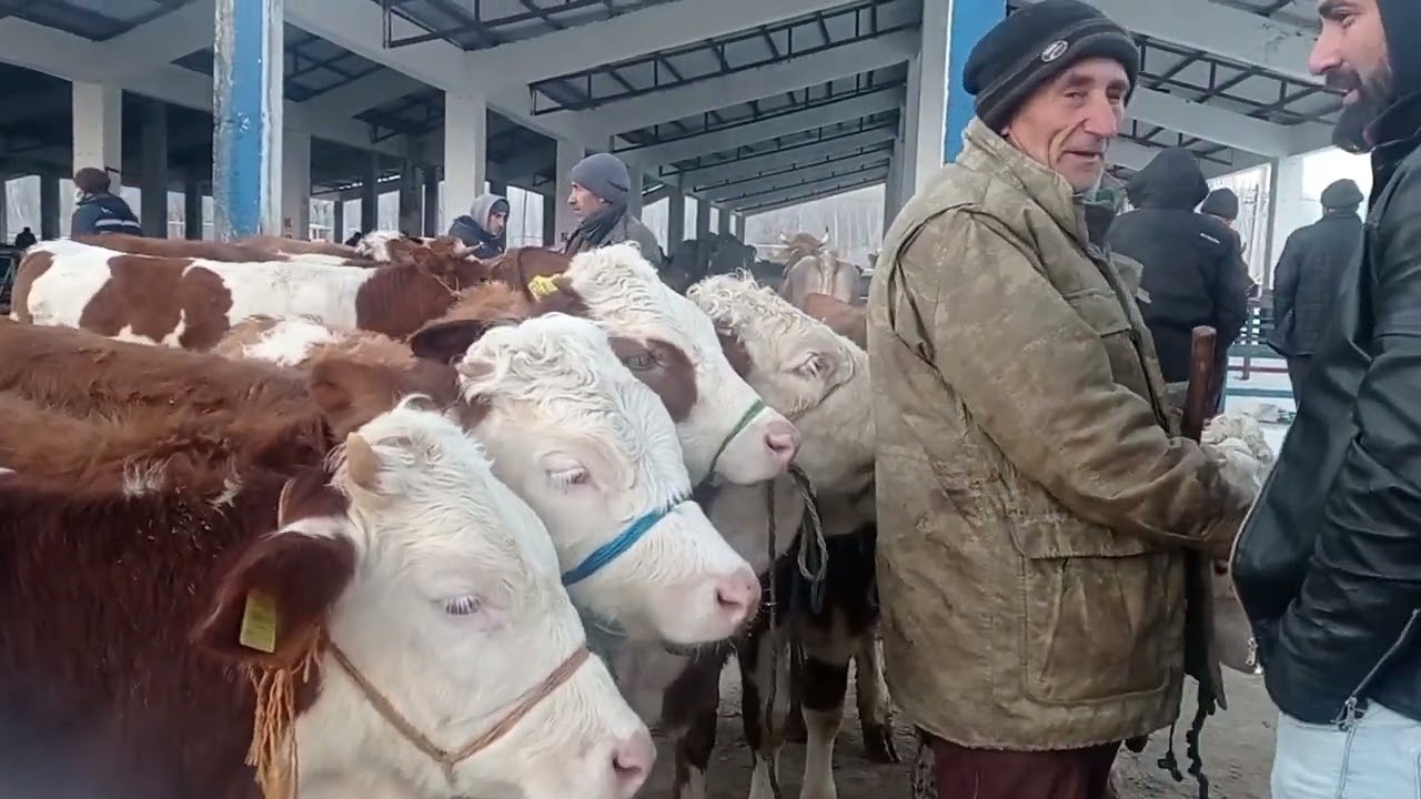 3 Aralık 2024 KAHRAMANMARAŞ GÖKSUN HAYVAN PAZARI