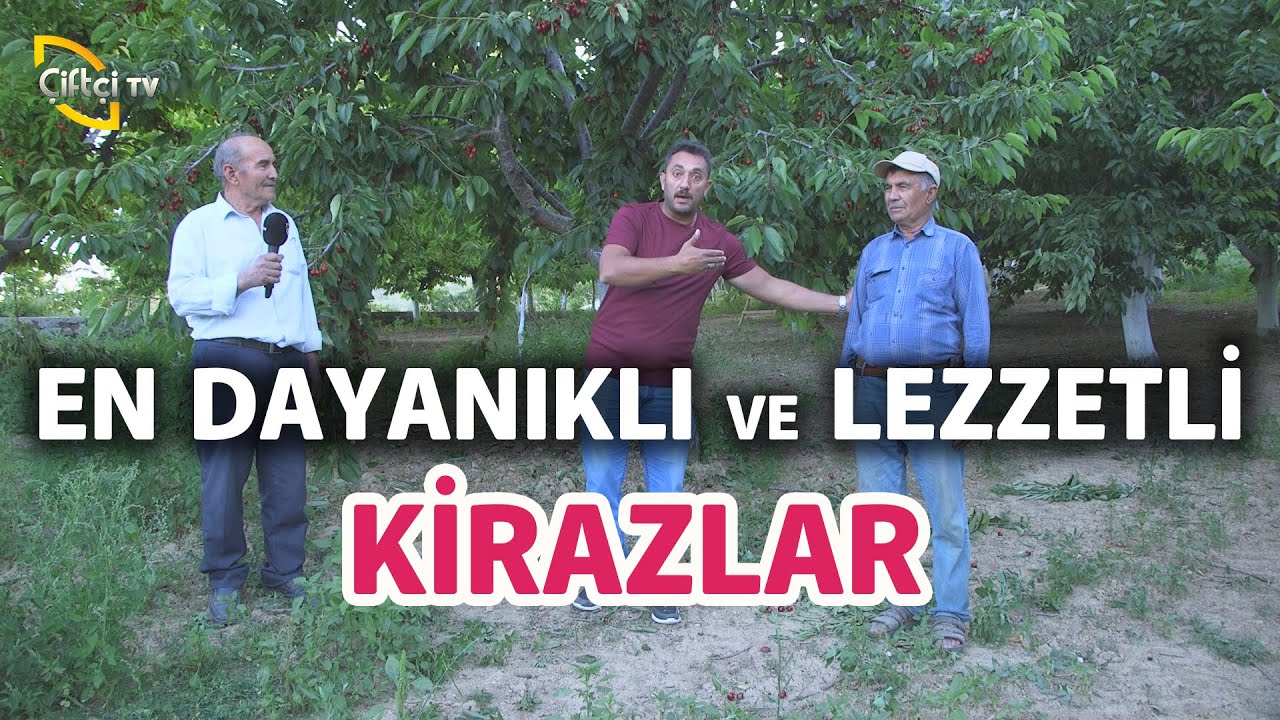 En Dayanıklı ve Lezzetli Kirazlar - Maksat Üretmek