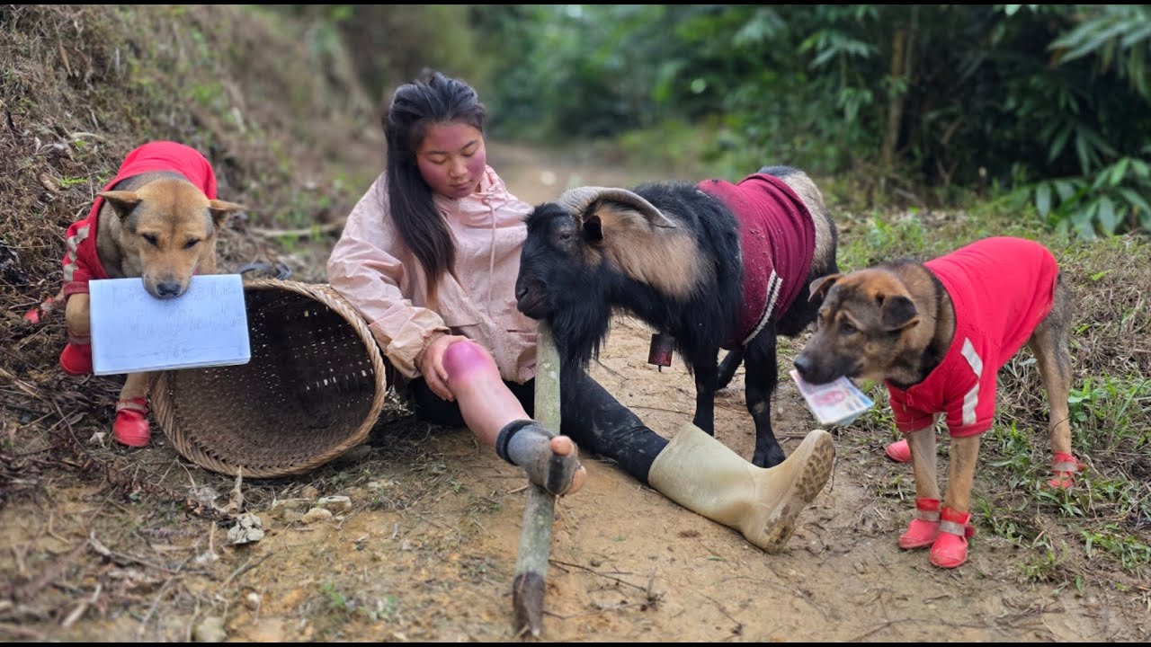 The dogs and goats brought money to the doctor to buy medicine for their owner. ha thi muon
