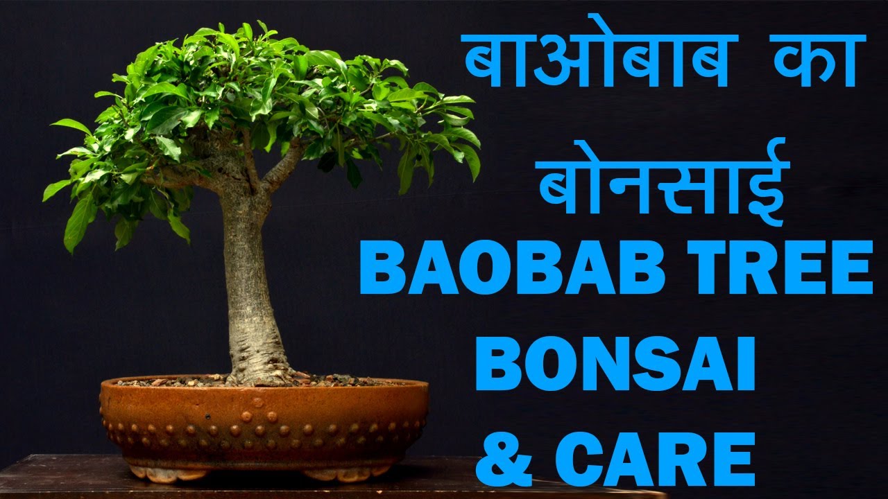 Baobab plants repoting  By Parag Mehta MADAGASCAR | Lemurs, Baobab Trees | Hindi | Urdu