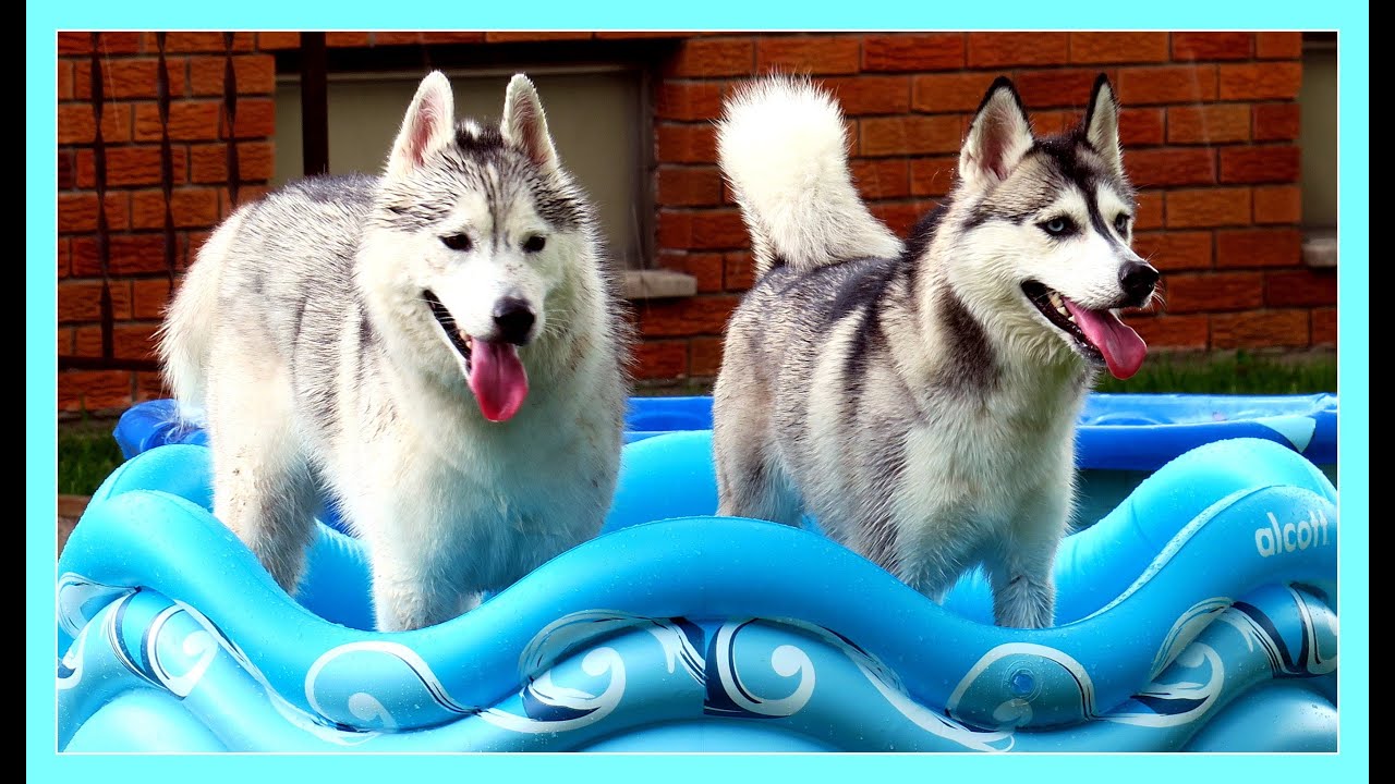 Husky Pool Party Time