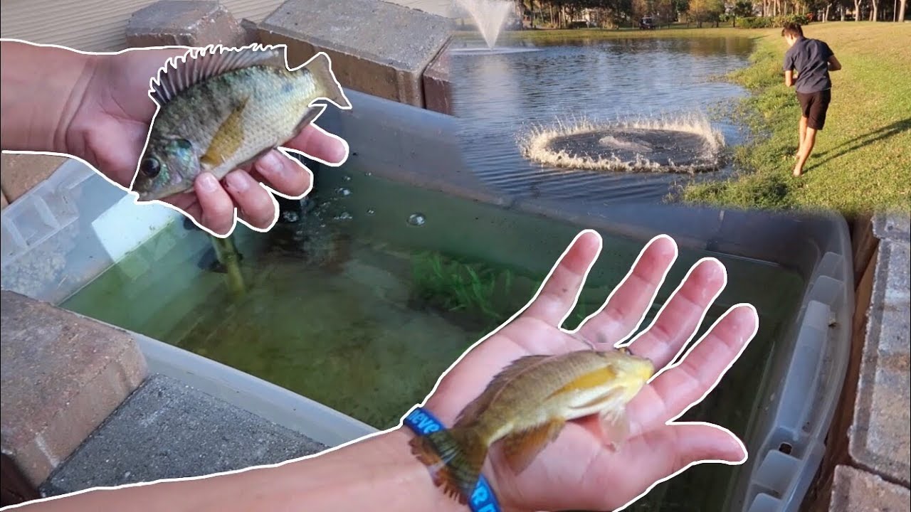 RESTOCKING HOMEMADE LIVE BAIT WELL... *FISH FEED*