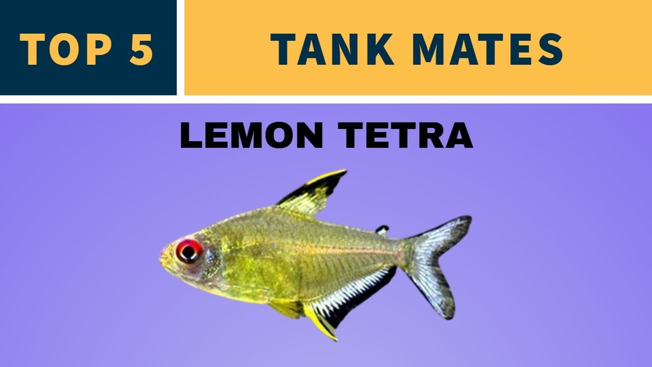TANK MATES FOR LEMON TETRA