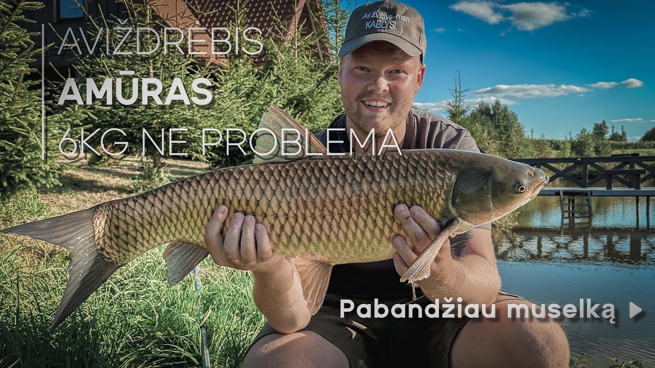 Bandymas gaudyti museline su batonu ir nerealus amūras ant XUL