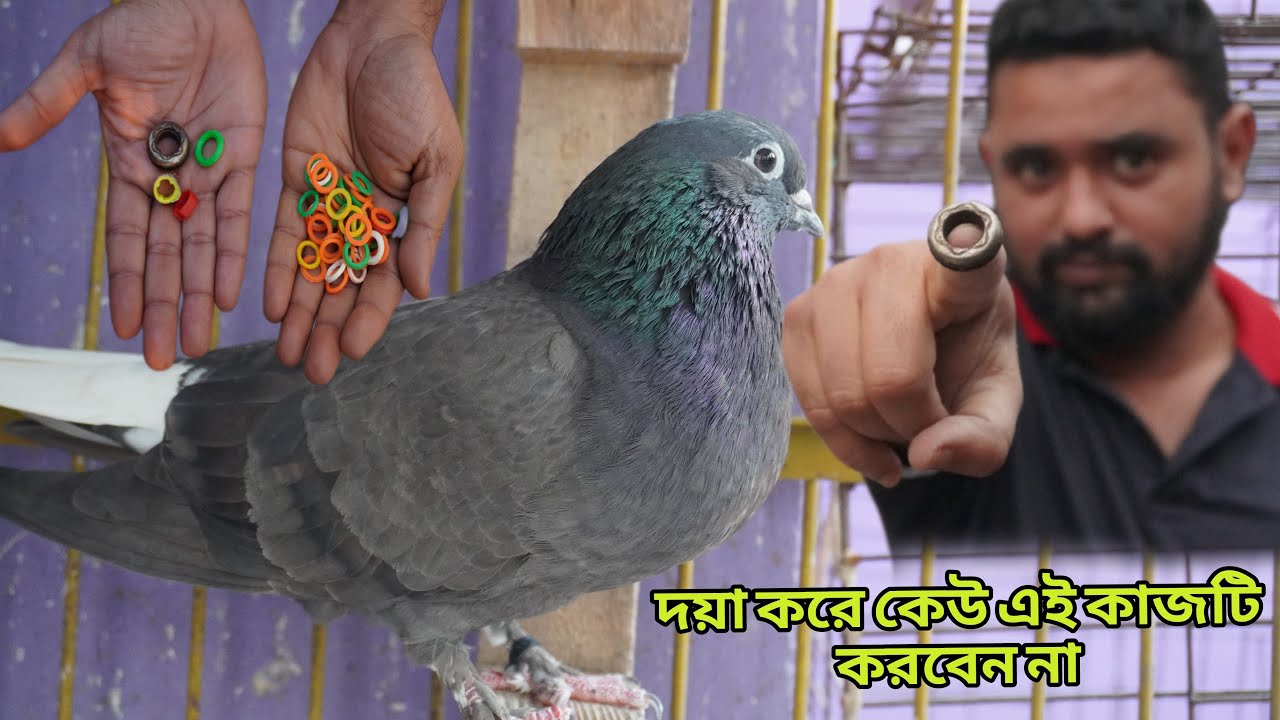 নিজের আনন্দের জন্য কবুতরগুলোকে আর কত কষ্ট দিবেন