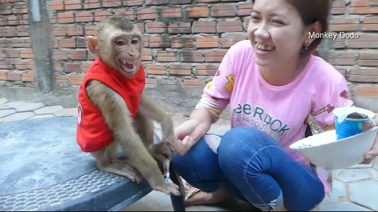 Baby Monkey Dodo Crying Seizures Not Want Use Spoon To Eat Yogurt