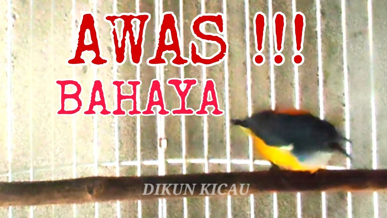 KEMADE GACOR fariasi mantap burung lain awas!!!