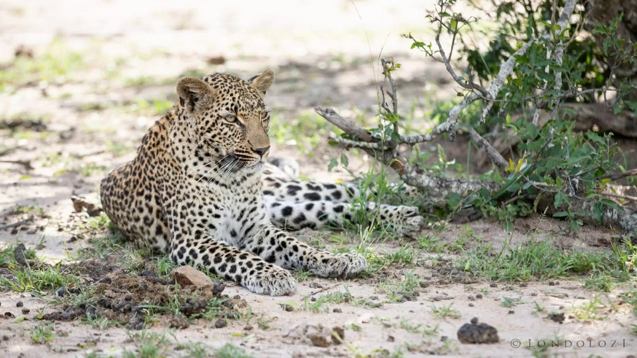 2 Hours Leopard Sounds Effect