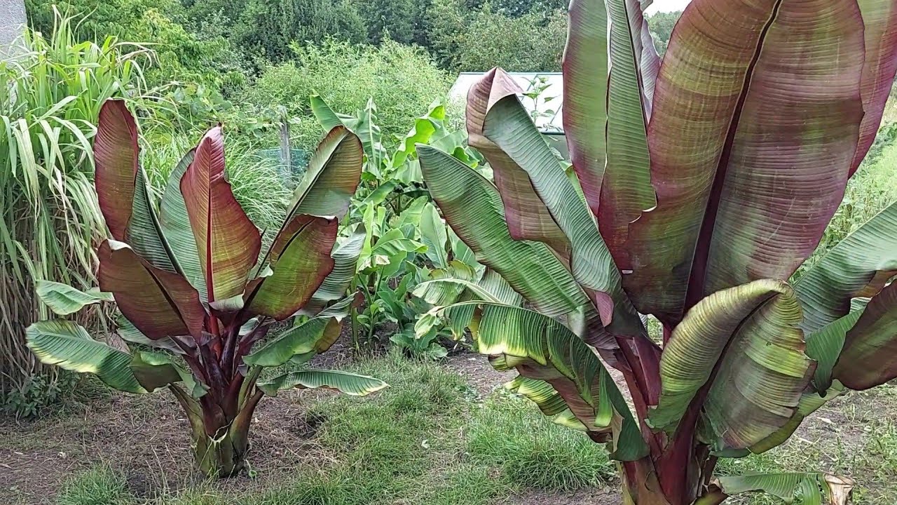 Bananera przed domem
