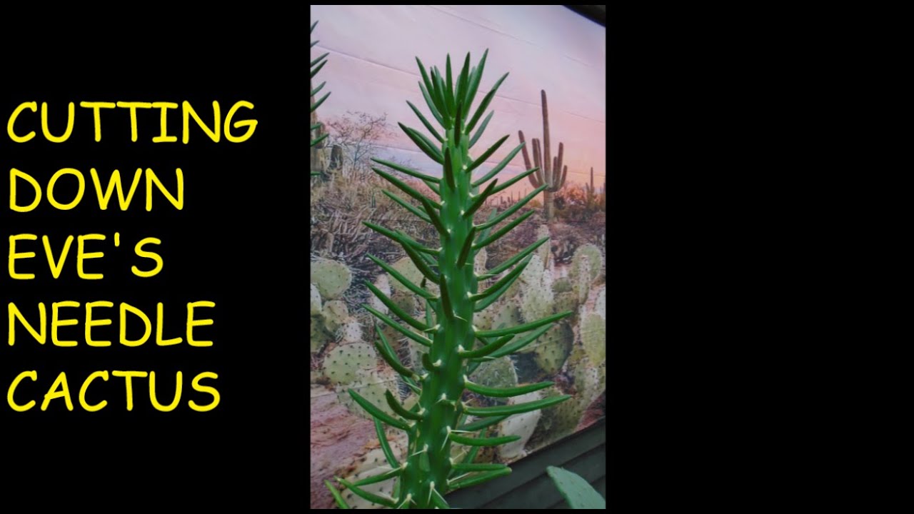 Cutting Down Eve's Needle Cactus 🌵🌵🌵