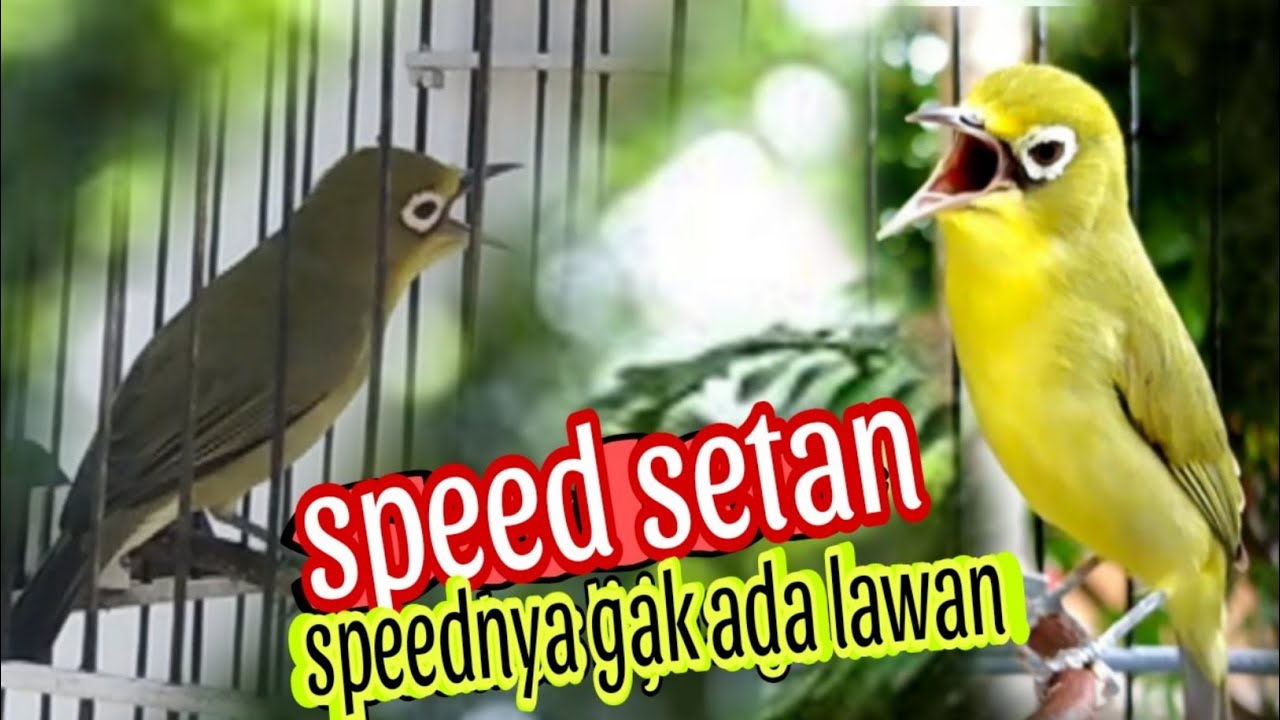 Kecial Kuning jos gacor speed gesit bikin Kecial malas bunyi jadi rajin jos gacor