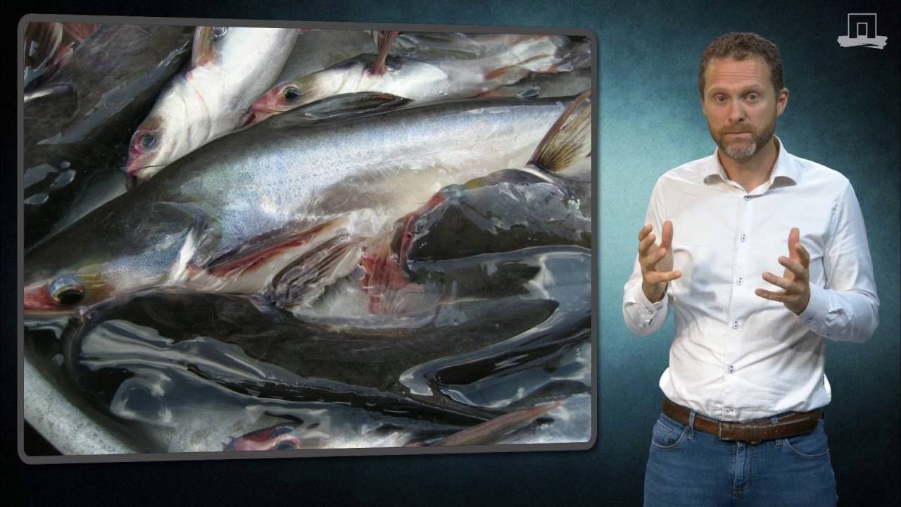Is Pangasius safe to eat?