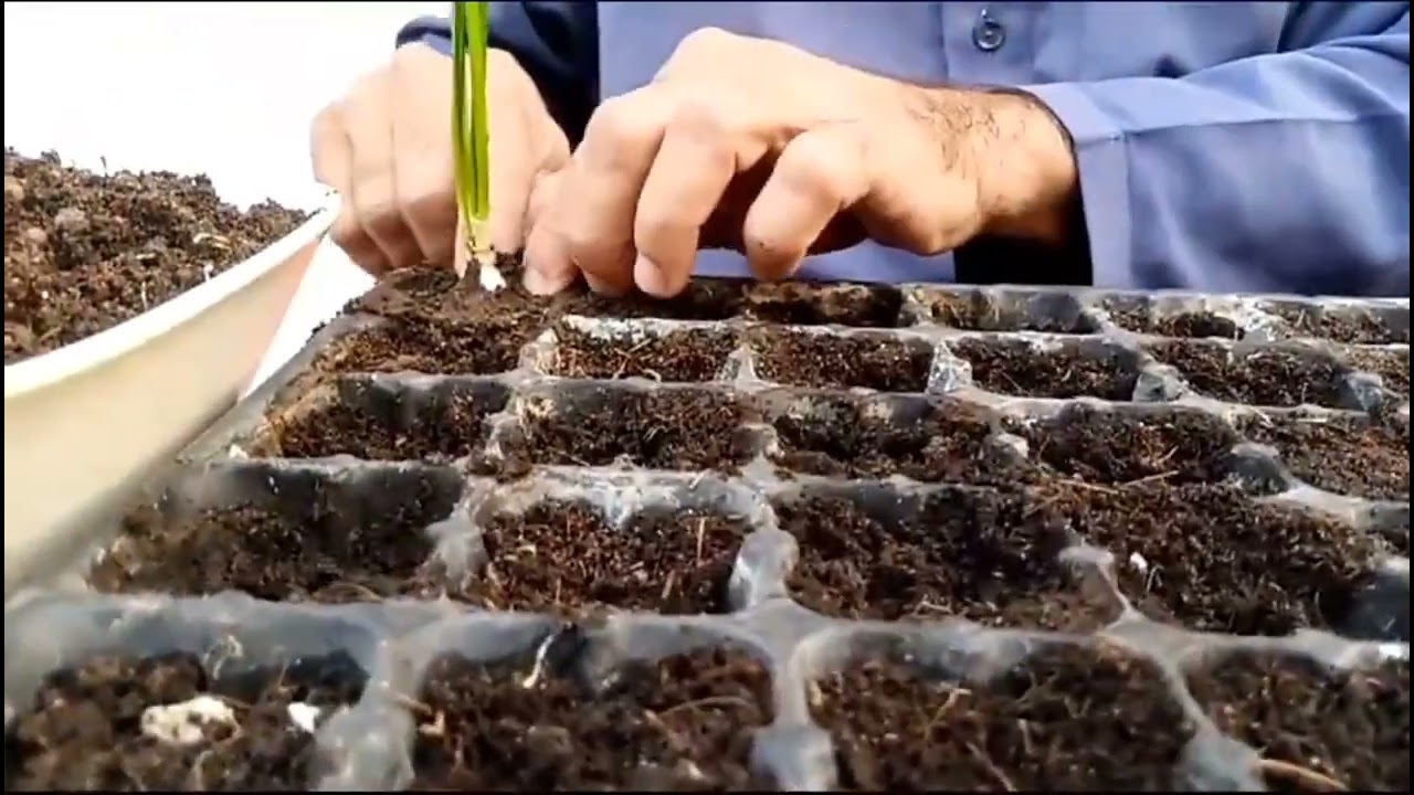 Repotting my White Zafran with care and precision. 🌿 #PlantCare #GreenThumb