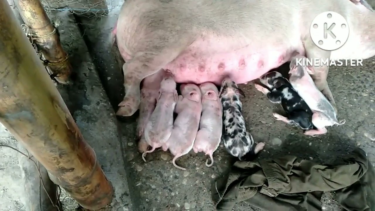 Piglate Product In My Farm