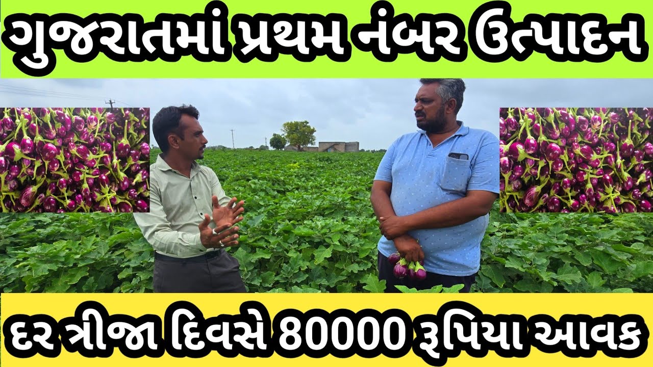 રીંગણ ની ખેતી  || ગુજરાત ખેડૂત પ્રથમ નંબર લીધો 🏆🏆|| 9909887736 ||  દર ત્રીજા દિવસે 80000 રૂપિયા આવક