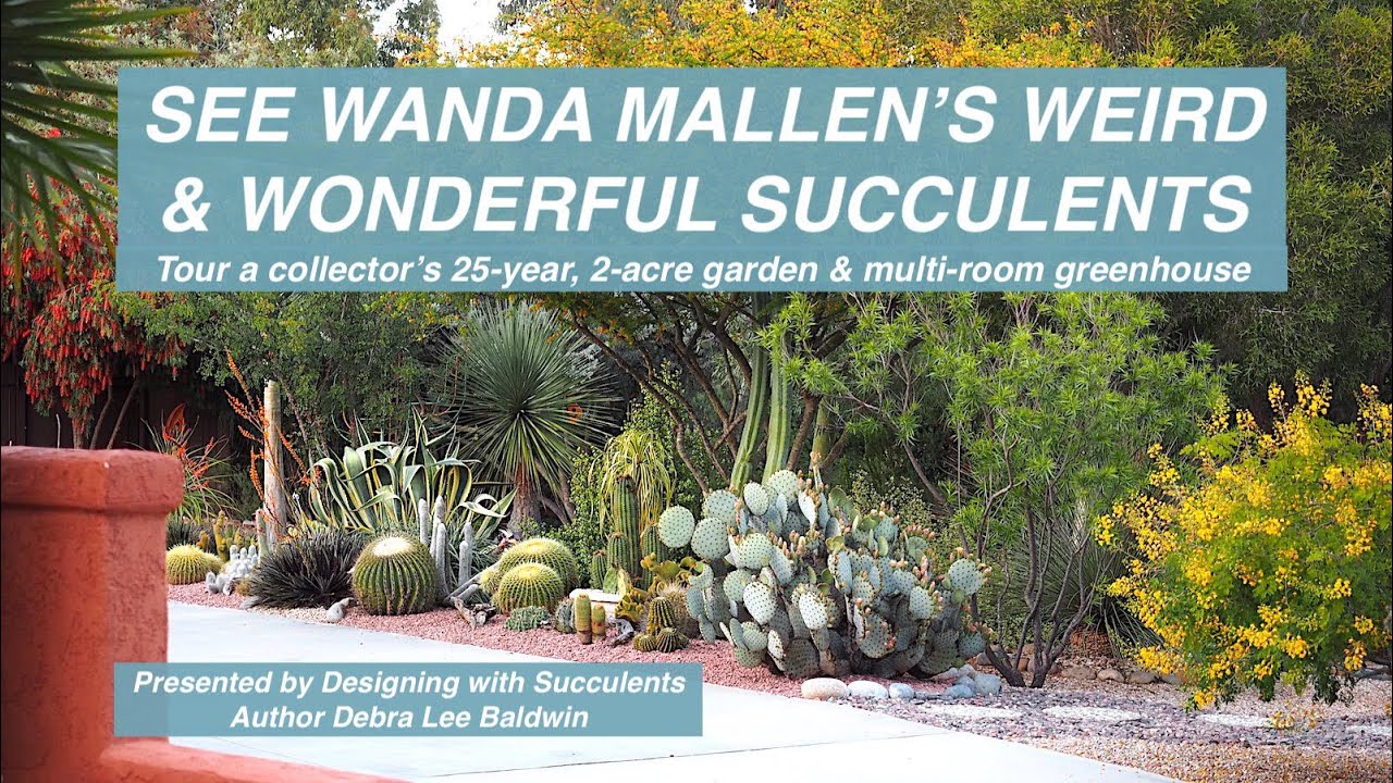 Ace Collector's Amazing Succulent Garden