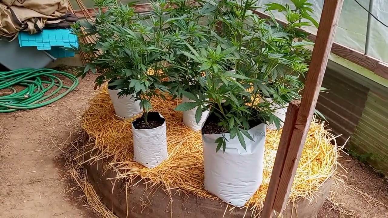 Outdoor Cannabis 2022 Grafted Plant