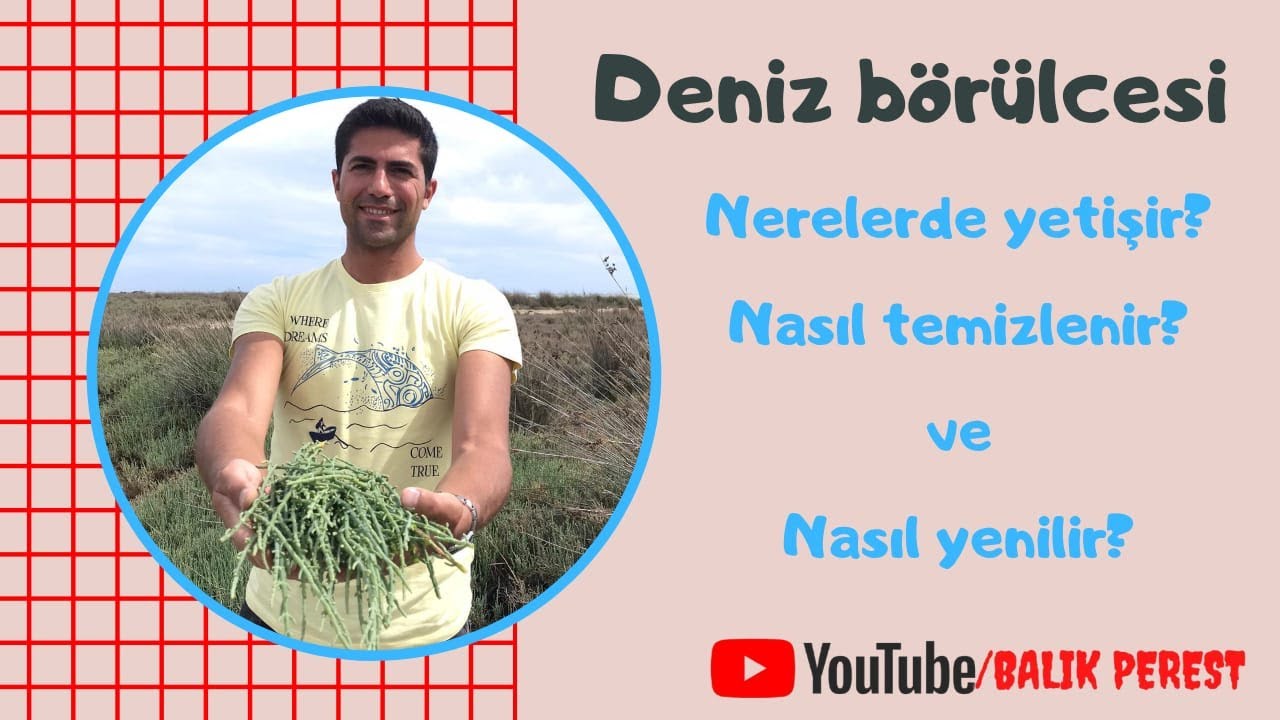 Deniz börülcesi nerelerde yetişir? Nasıl temizlenir ve nasıl yapılır?
