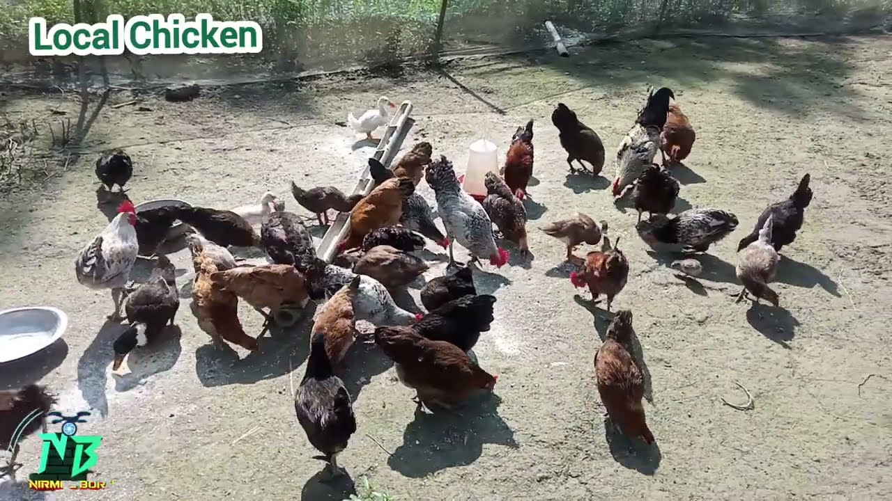 Local Chicken Farming 