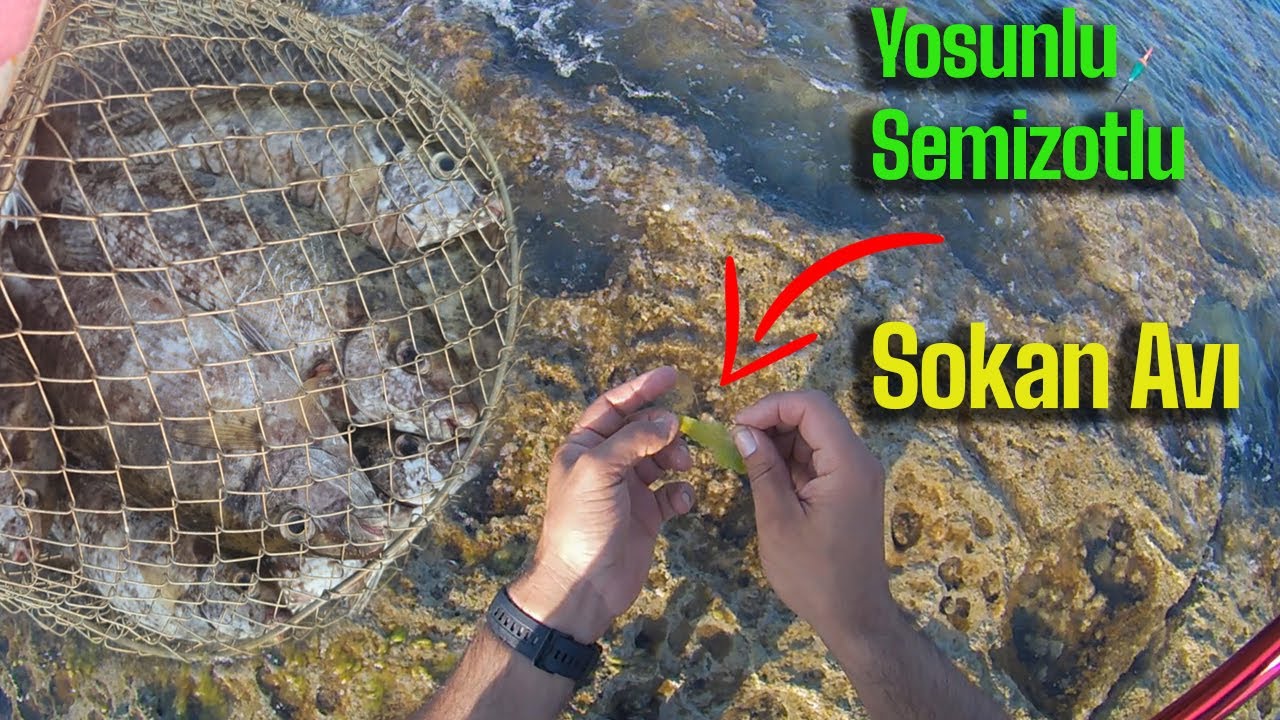 Yosunlu Semizotlu Sokan Avı - Hunting Rubbitfish with seaweed and Purslane