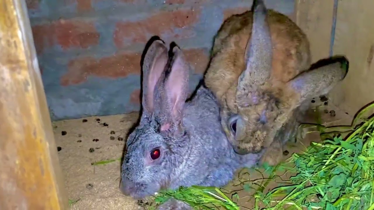 Female rabbit 🐇 meting potablm