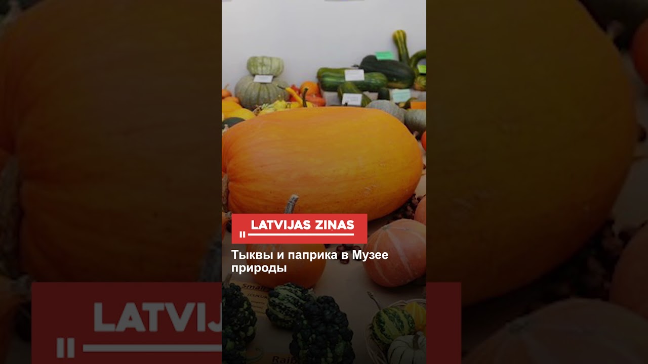 Тыквы и паприка в Музее природы