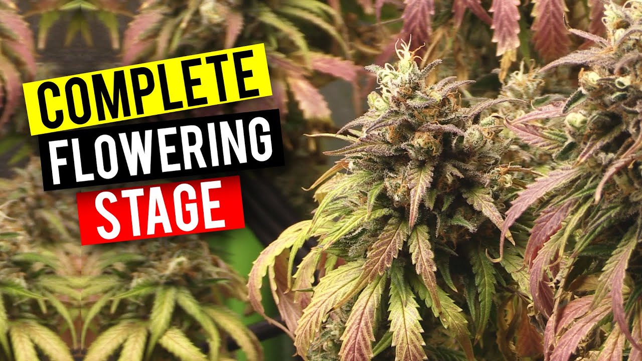 GROWING CANNABIS INDOORS: THE FLOWERING STAGE (BEGINNER GROW GUIDE)