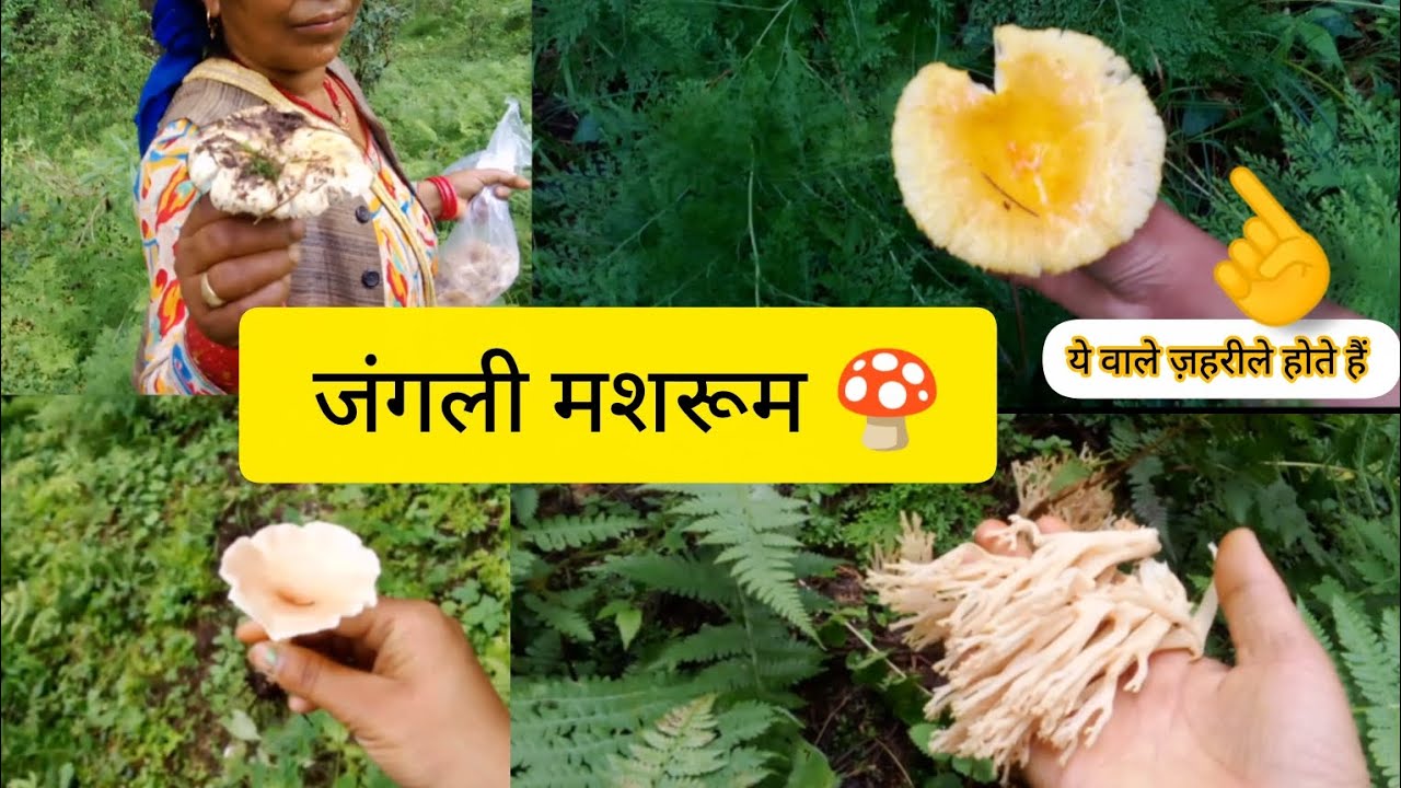  जंगली मशरूम 🍄 ढ़ढने गए जंगल में 🏞️🌲🌲 #rainyseasonvibes #enjoyentertainment @HarimayaBudhathoki. 