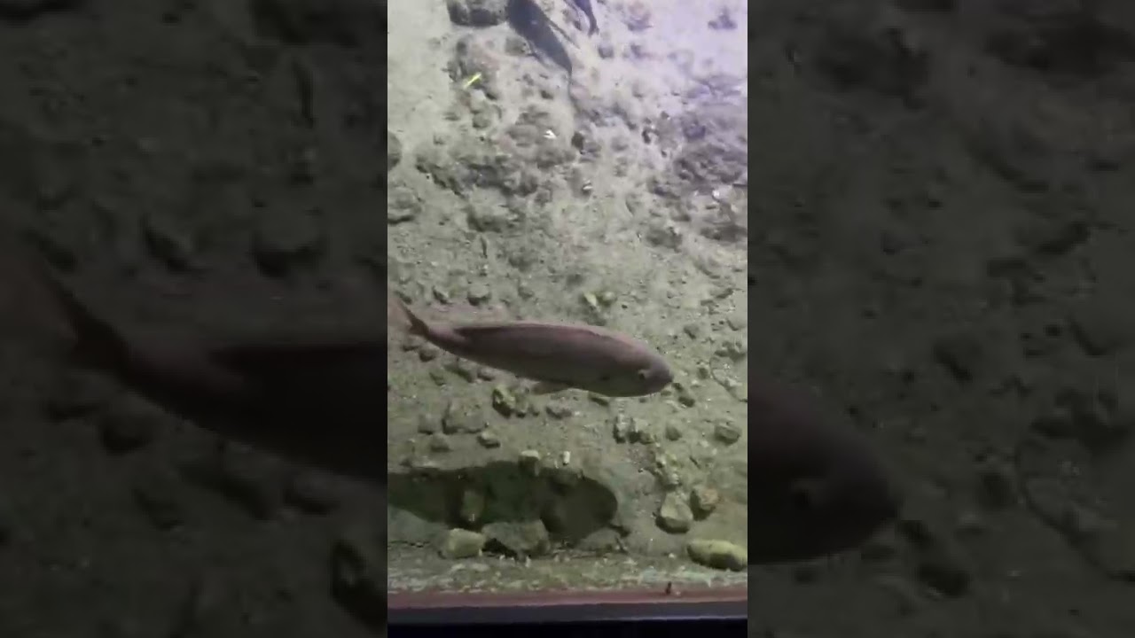 Haie in einer H&ouml;hle! 🦈😳