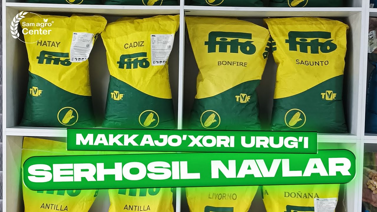 Fito makkajo'xori urug'lari sotuvda +998995414444   #agro #farm #corn