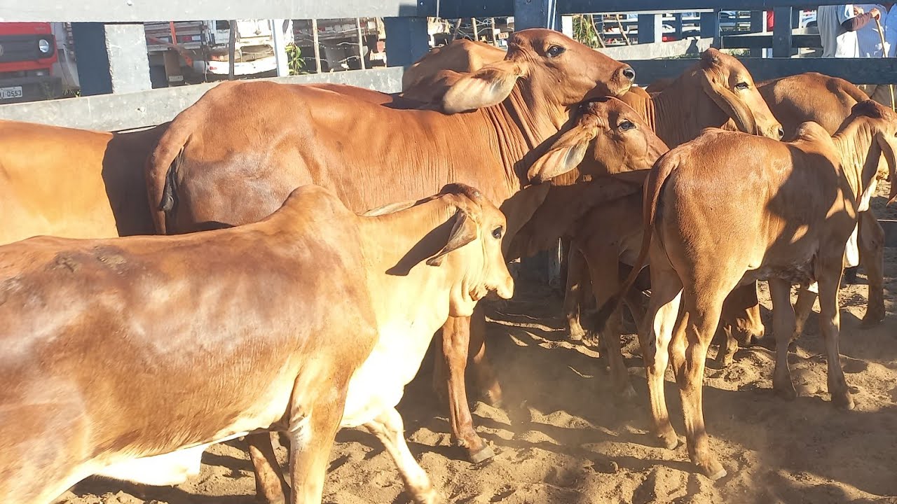 Feira de gado em Craibas Alagoas 24/01/26#nordeste