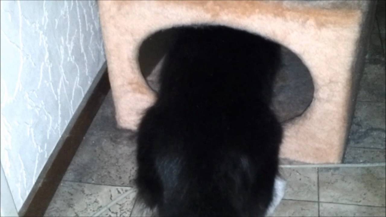 Mein Kater Odin nach seiner Kastration ( noch etwas wacklig auf den Beinen )
