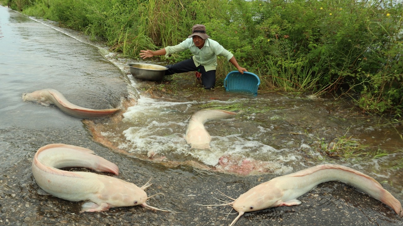 Mass Catfish Migration Caught on Camera! You Won’t Believe Why These Catfish Are on the Road!