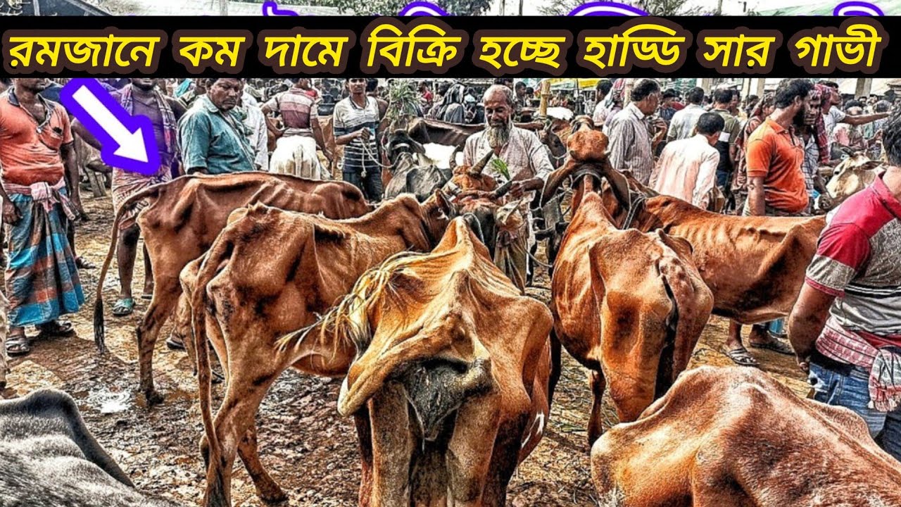 ২৬/০২/২৬/ হাড্ডিসার গাভী গরুর কিনুন সবচেয়ে কম দামে রানিগঞ্জ গরুর হাট থেকে | haddisar gorur dam #cow