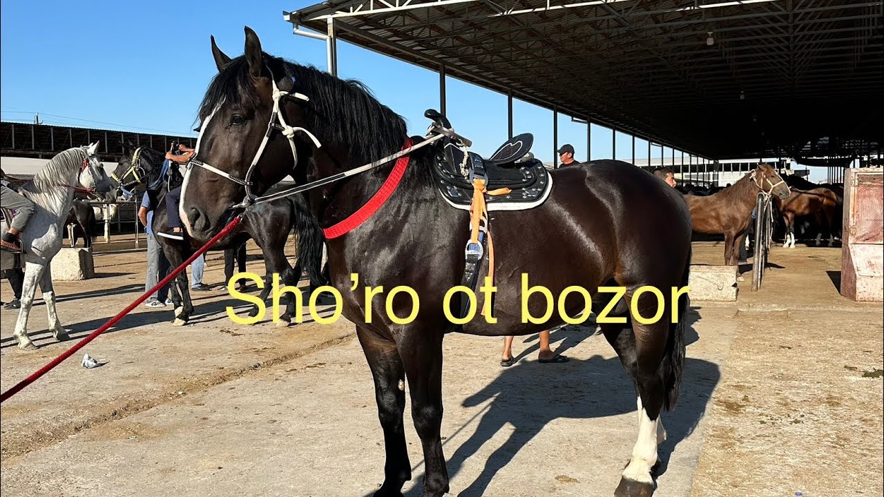 Sho’ro ot bozor 18.08.2025