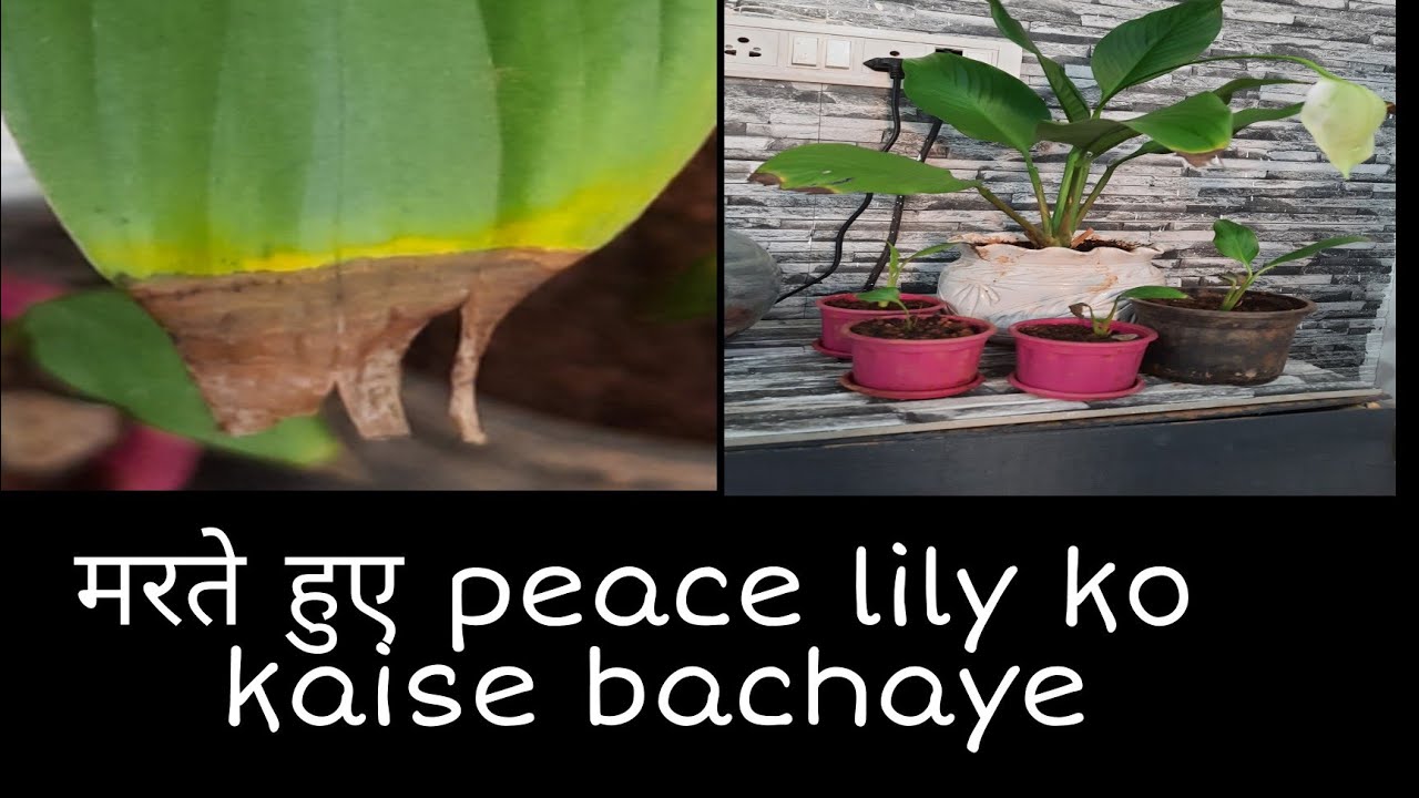 पीस लिली - इंडोर प्लांट देखभाल | Lily - Indoor Plant, care | oxygen in house| leave burning