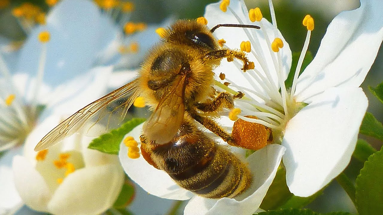 Včela medonosn&aacute; - The western honey bee (Apis mellifera) - Opylen&iacute;/Pollination