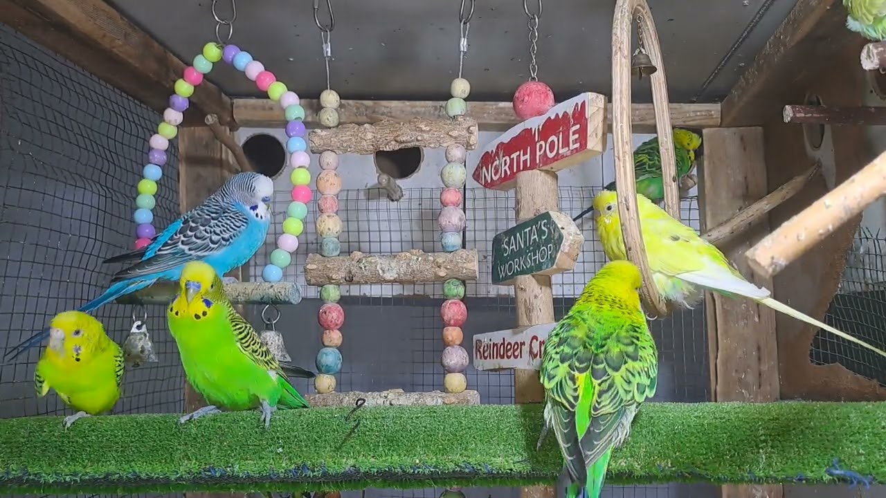 “This parrot knows all the words 🗣️🦜 #BirdTok”