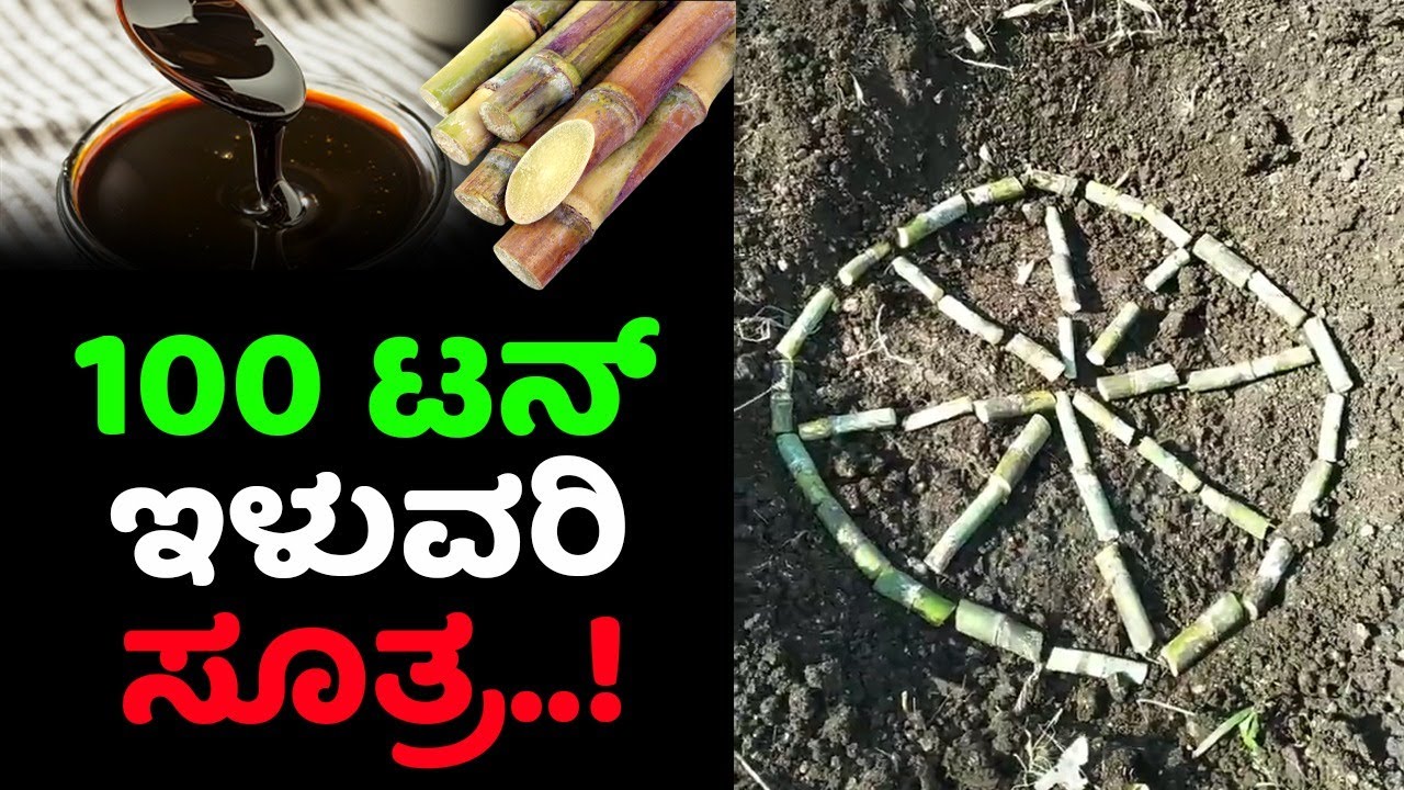 ಕಬ್ಬಿನಲ್ಲಿ 100 ಟನ್ ಇಳುವರಿ ಪಡೆಯಲು ಏನು ಮಾಡಬೇಕು? How to get 100 ton yield in sugarcane #2023