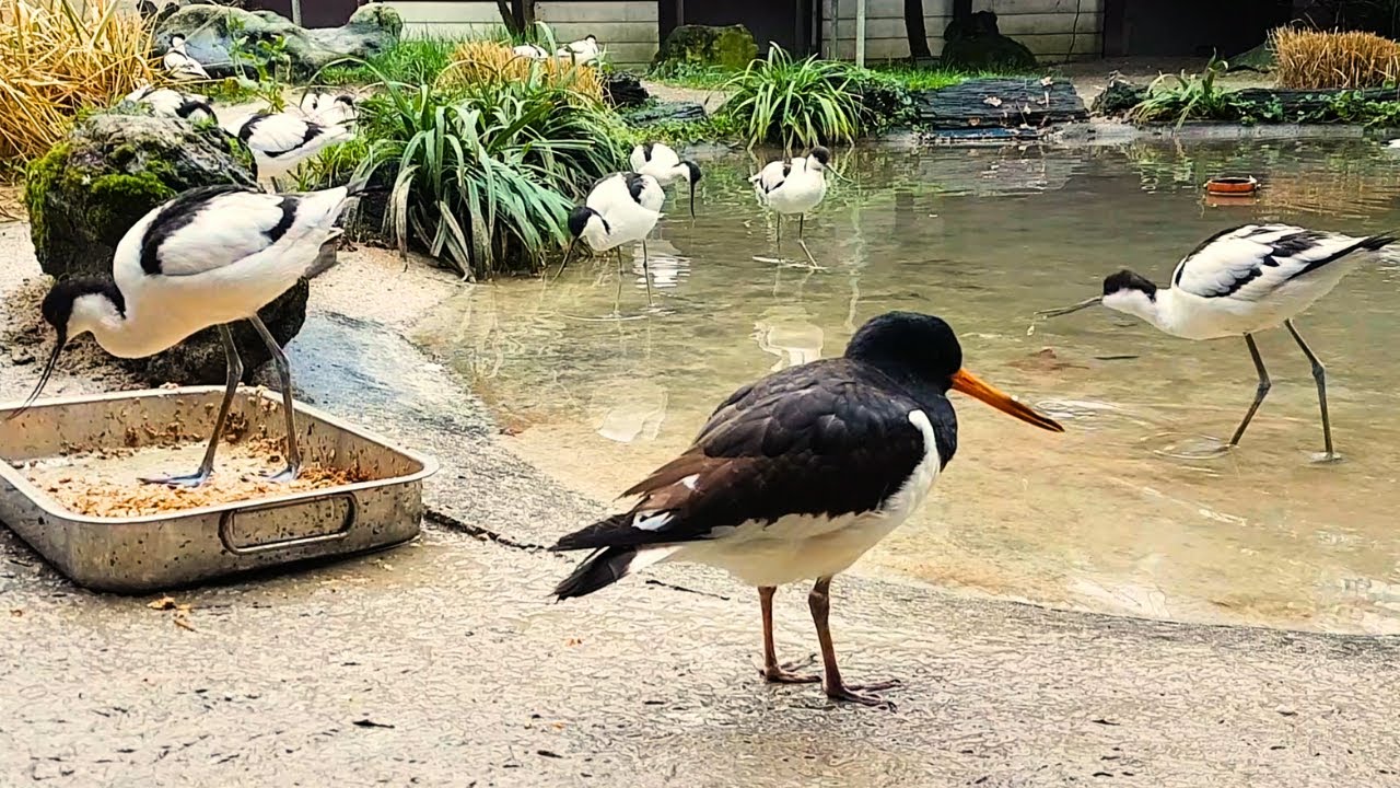 Austernfischer und S&auml;belschn&auml;bler im Wildpark Reuschenberg /Leverkusen
