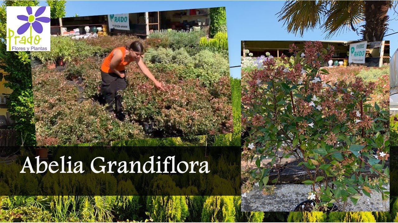 Viveros Prado - Abelia Grandiflora