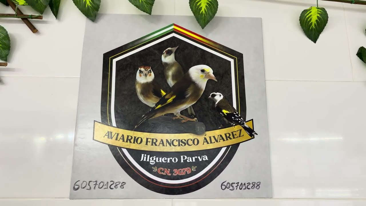 AVIARIO FRANCISCO ALVAREZ | JILGUEROS PARVA PIOS
