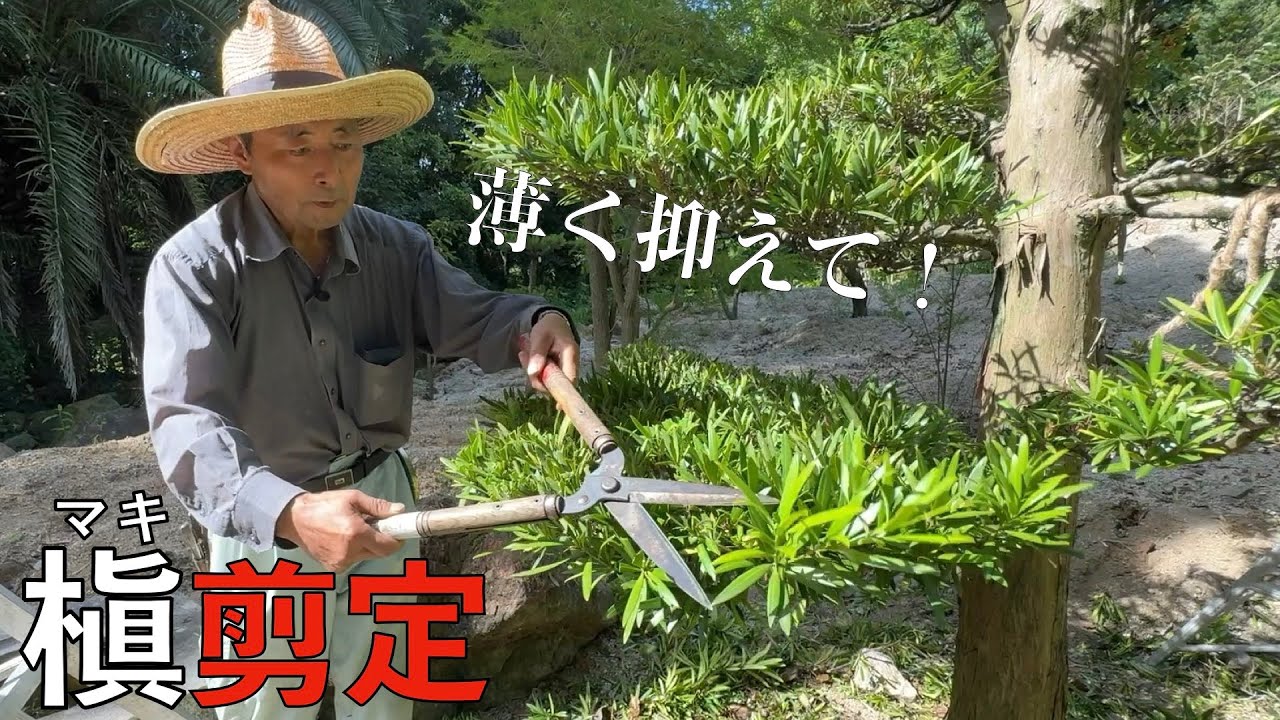 【薄く抑えて！】一般の方でもできる槇の剪定！苅込剪定と葉揉みのやり方を解説！！
