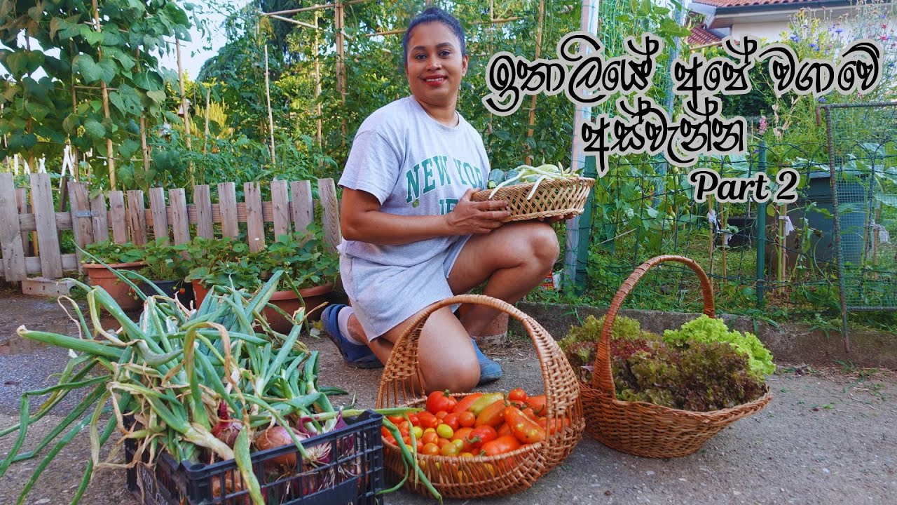 අයිස් කුනාටු මැද්දේ අපිට ලැබුන අස්වැන්න#July Garden Updates 2024# Sinhala Vlog # Maheshika's Diary