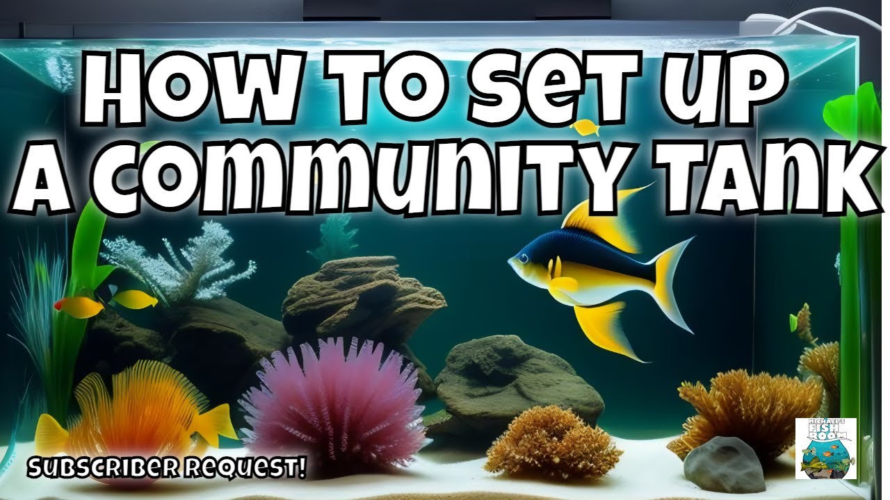 How To Set Up a Community Fish Tank