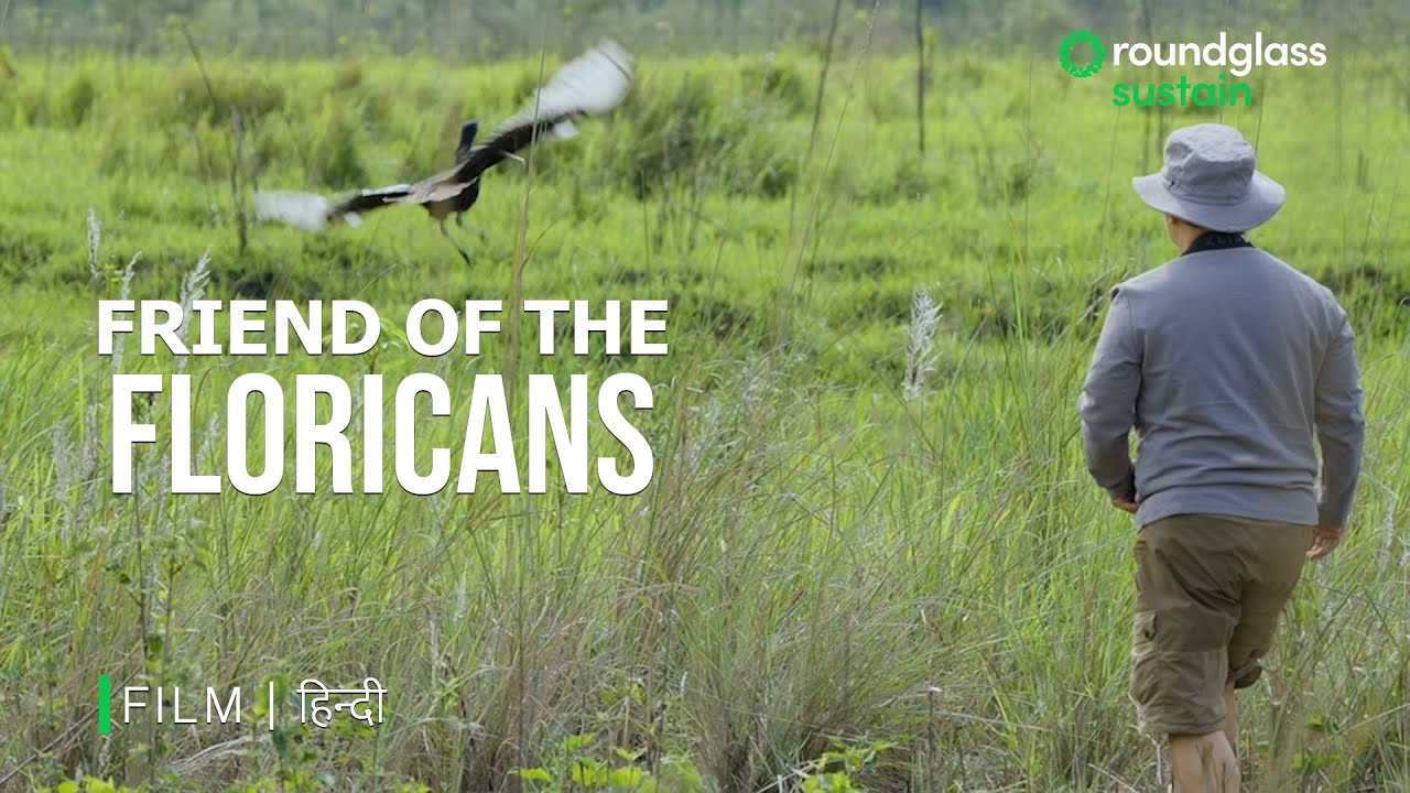 Friend of the Floricans | Hindi Documentary | Northeast Grasslands | 4K Video | @Roundglass Sustain​