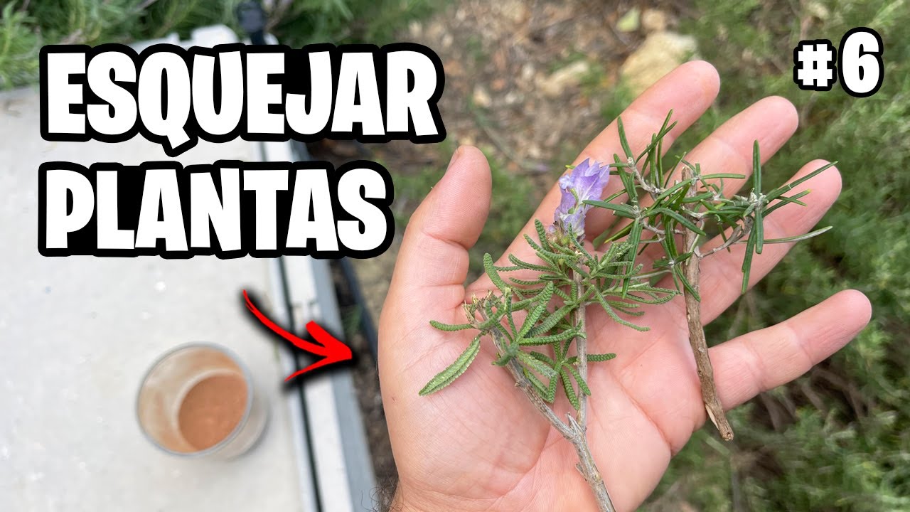 Como hacer Esquejes de LAVANDA y ROMERO 🌿 + Enraizante en POLVO Vlog #6 | La Huerta de Ivan