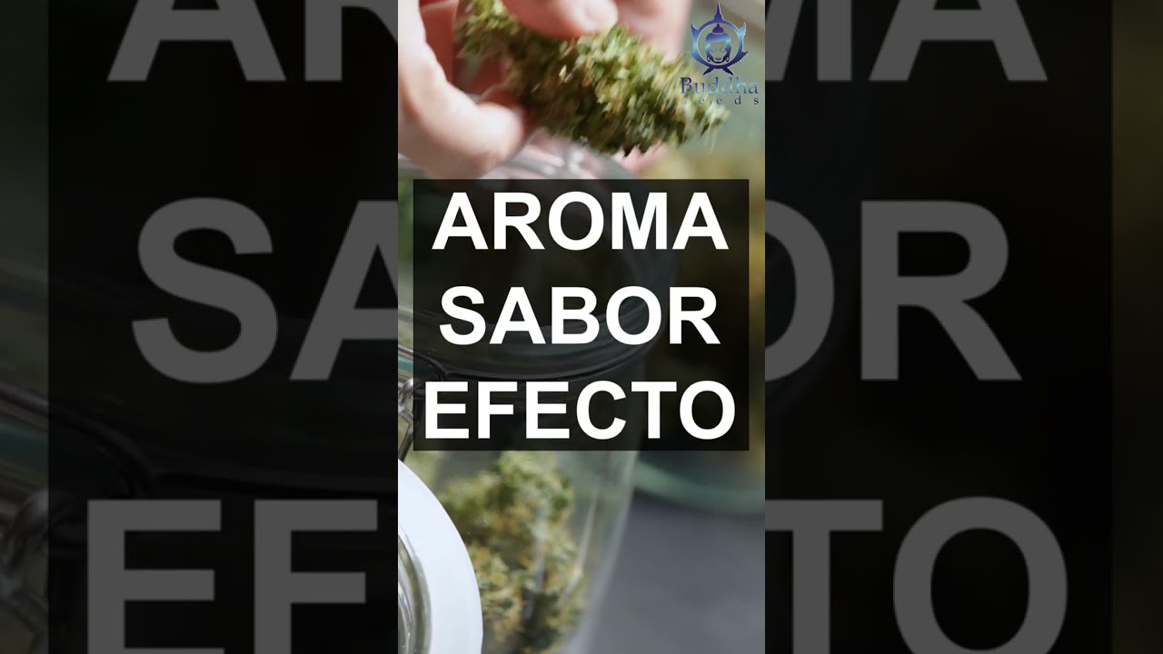 Los TERPENOS influen en el AROMA, SABOR y EFECTO del CANNABIS