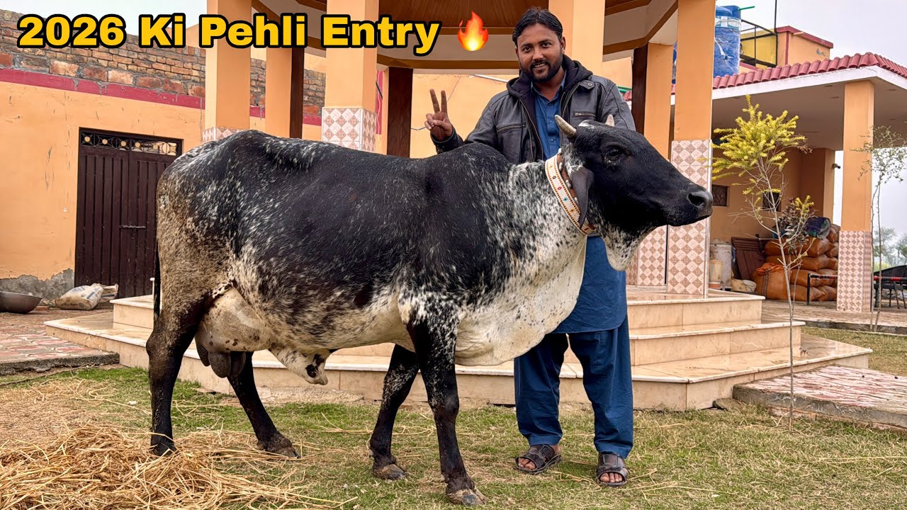 Naye Saal Ka Tohfa: 2026 Ki Pehli Entry - Hamare Dere Par Ayi Khoobsurat Desi Gaaye!